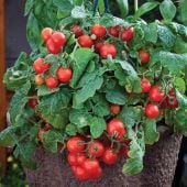Little Birdy Red Robin Tomato Seeds TM930-10_Base